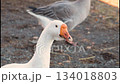 white goose walking in the farm yard. free grazing waterfowl. head, beak, paws close-up view 134018803