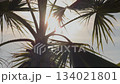 Sunlight shining through palm leaves moving in the wind, 134021801