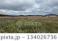 長者原タデ原湿原に広がる秋のススキ草原と山並みの高原風景 134026736