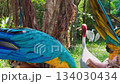 Two Beautiful Parrot Macaws Perched on Tree in Tropical Forest. Exotic Birds with Bright Feathers. Symbolizing Love in Nature. Wild Freedom and Vibrant Colors of Nature and Wildlife Nobody Close-up 4k 134030434