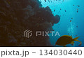 Fishes Swimming at Coral Reef in Cold Blue Water of Tropic Ocean. Aquatic Nature of Underwater Animals in Sea Environment and Growing Plants. Amazing Concept of Wild Marine Life of Undersea Close Up 134030440