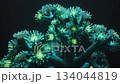 coral colony emitted a green glow 134044819