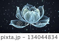 Translucent fractal flower organisms bloom 134044834