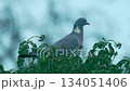 Pigeon staying on branches under rain during gloomy weather. Wild pigeon resting among green leaves while rain falling steadily. Gray pigeon remaining outdoors in rainy conditions creating moody 134051406