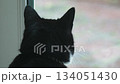 Black cat sitting by window looking outside wanting outdoor walk caring pet moment. Dark feline resting near window watching outside longing for fresh air walk pet care concept. Domestic cat staying 134051430