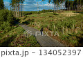 Traveller walking uphill on gravel forest road in sunny weather. Explorer strolling through green hillside trail under blue sky. Backpacker moving along rural woodland path surrounded by trees and 134052397