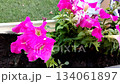 Balcony garden pink petunias in a planter water drops after watering soft light clip for gardeners and seed brands useful as b roll and ad background summer mood 134061897