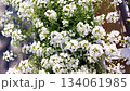 Balcony garden white sweet alyssum in a planter close up top view camera movement slow plant care watering and blooming content for seed and fertilizer brands and home gardening 134061985
