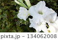 Elegant white gladiolus in a garden close up natural light calm mood static shot perfect for wedding decor landing pages and banners b roll 134062008