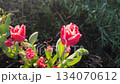 Blooming tulip flower. Blooming tulip flower with pink petal in inflorescence on sunny spring morning. Blooming of blossoming red tulip flower growing in ground. Natural background. Tulip 134070612