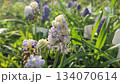 Muscari. Blooming muscari flowers. Many small white purple flowers of muscari inflorescence on sunny spring day. Varietal blossoming flower. Small flower on green stem on background of green grass 134070614