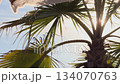 Wind gently moves palm fronds while warm sun beams filter through 134070763
