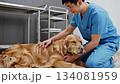 A compassionate male veterinary technician wearing blue scrubs kneels on the floor to gently pet and comfort a calm golden retriever lying down inside an animal hospital. 134081959