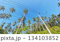 Jungle Road Palm Trees 134103852