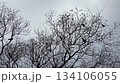 冬の枯れた木の枝にとまる鳥たちのシルエット　静かな空を見上げるミニマルな風景 134106055