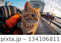 Cat sits near the luggage during vacation in the seaport. A ginger cat sits on a red bag with things. Summer season. Travel concept. Life with animals, people hungry for travel, traveling the world 134106811