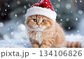 Little Cat Wearing a Red Santa Hat Sitting on White Snow Outdoors. Christmas Pet Concepts. Ginger Tabby Kitten is Waiting for Winter Holidays. Cute Curious Kitty with Big Eyes 134106826