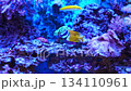 Observe vibrant fish in a colorful aquarium setting 134110961