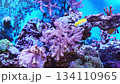 Explore a vibrant aquarium filled with colorful fish 134110965
