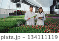 Two scientists discuss their research results. Teamwork between research lab researchers in white coats. Dutch laboratory for breeding new plant varieties and their sustainable growth in greenhouse. 134111119