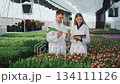 Modern agricultural research, technology, education, in sustainable agriculture. Man and woman collect data, analyze and examine stem with bulb and bud of picked tulip. Students study plant structure  134111126