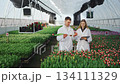 Agricultural quality control inspector checks growing flowers in greenhouse for fungal and bacterial plant diseases. Man and a woman examine stem, bulb, and bud of freshly picked tulip in greenhouse. 134111329