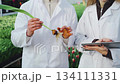 Agricultural lab employee holds tulip stem and bulb. He shows his colleague, holding a tablet, flower diseases for analytical lab's database. Flower bulb rot from improper flower cultivation practices 134111331