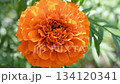 orange marigold (Calendula) blooming on the flowerbed at sunny day 134120341