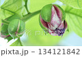 翼狀西番蓮花蕾 翼狀西番蓮花蕾 134121842
