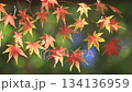 Autumn leaves maple (autumn image) 134136959