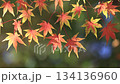 Autumn leaves maple (autumn image) 134136960
