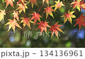Autumn leaves maple (autumn image) 134136961