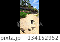 Crows catch papayas in mid-flight and eat them. A person throws the food into the air, and the birds fight for it. Sri Lanka, Hikkaduwa, Turtle Beach. Selective focus, close-up. Slow motion, vertical  134152952