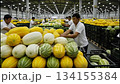 Workers in Uzbekistan carefully lift and stack various melons onto pallets. The busy packing area shows hands quickly handling the heavy fruit for shipping. 134155384