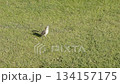 Cute little bird on green lawn 134157175