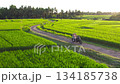 Couple drives motorcycle along lush green rice fields in Bali at sunset.  134185738