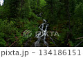 Aerial view of a waterfall in a forest among trees 134186151