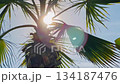 Sunlit palm tree with lens flare over tropical leaves under bright sky for summer vacation 134187476