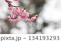 Close-up of beautiful cherry blossoms wet with spring rain 1 134193293