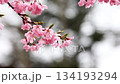 Close-up of beautiful cherry blossoms wet with spring rain 2 134193294