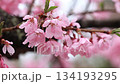 Close-up of beautiful cherry blossoms wet with spring rain 3 134193295