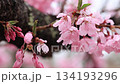 Close-up 4 of beautiful cherry blossoms wet with spring rain 134193296