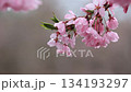 Close-up of beautiful cherry blossoms wet with spring rain 5 134193297