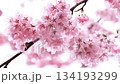 Close-up of beautiful cherry blossoms wet with spring rain 7 134193299