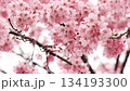 Close-up of beautiful cherry blossoms wet with spring rain 8 134193300