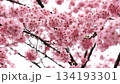 Close-up of beautiful cherry blossoms wet with spring rain 9 134193301