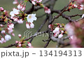 Close-up of cherry blossoms just beginning to bloom, wet with spring rain 2 134194313
