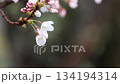 Close-up of cherry blossoms beginning to bloom, wet with spring rain 3 134194314