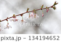 Close-up of a cherry blossom standing moistly with water droplets 1 134194652