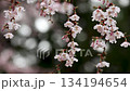 Close-up of a cherry blossom tree standing moistly with water droplets 3 134194654